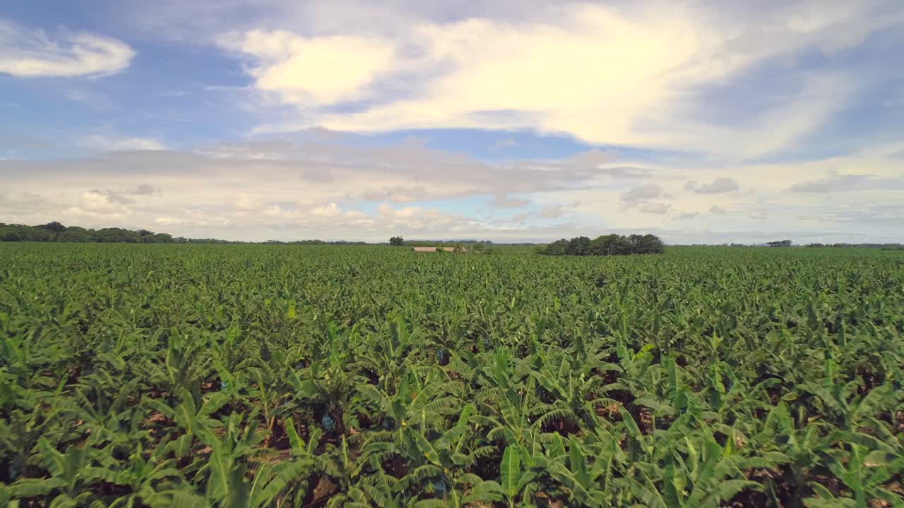 vuelo lento sobre la plantación de plátanos verdes en un día soleado con algunas nubes