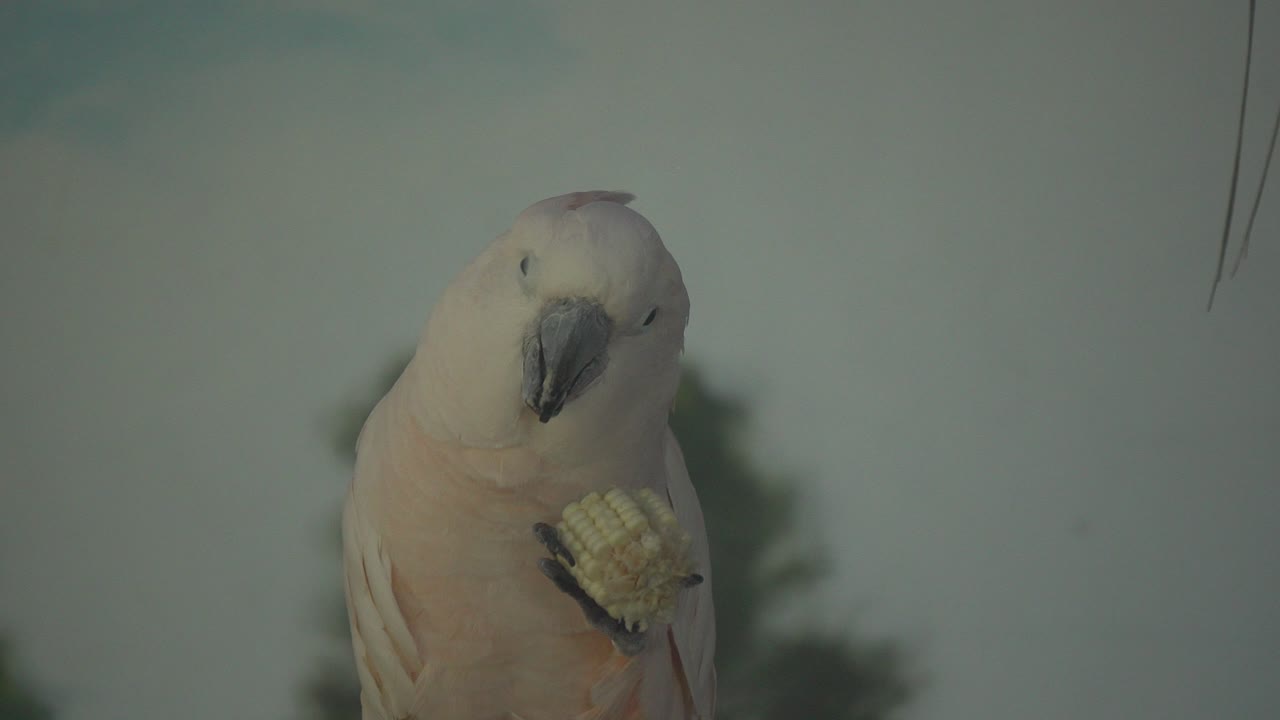 4k Sulfur Crested Cockatoo pecking and eating corn grains from the cob in its paw. Domestic cacatua, birdwatching