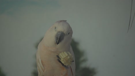 4k sulfur crested cockatoo pecking and eating corn grains from the cob in its paw. domestic cacatua, birdwatching