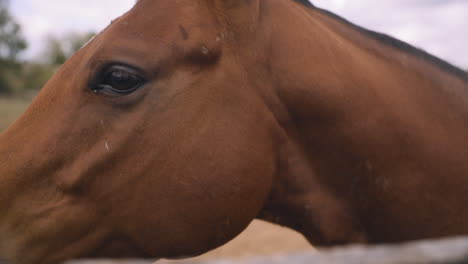 horse getting head scratch then nodding head