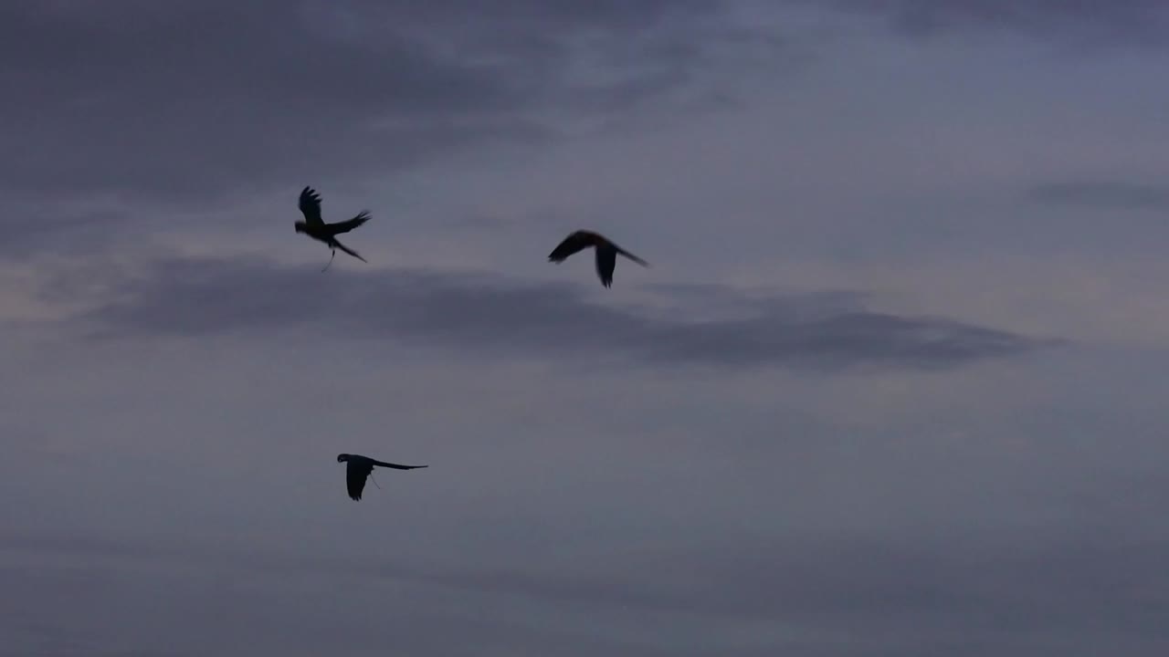 해가 지면 하늘을 날아다니는 스칼 ⁇  마카우의 실루 ⁇  - 느린 영상