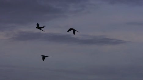 silueta de guacamayos escarlata volando en el cielo al atardecer - cámara lenta