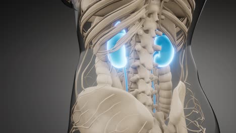 medically-accurate-illustration-of-the-kidneys