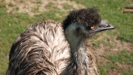 an ostrich looks around. bird eye perspective