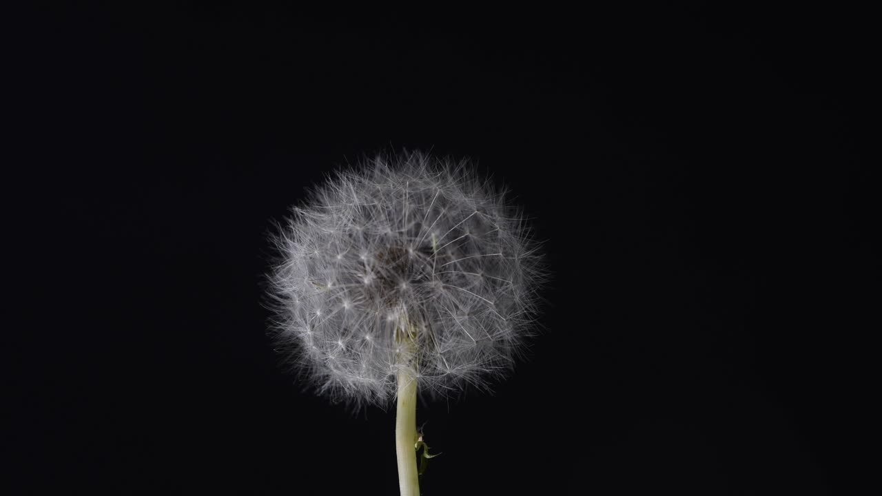 카메라에서 회전하는 민들레의 자연 프랙탈