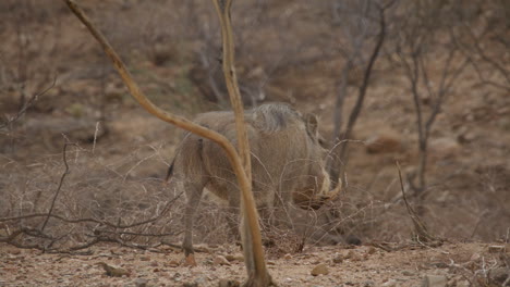 warthog wagging tail in slow motion