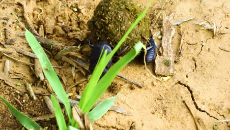 Closeup-video-of-2-dung-beetles-rolling-a-dung-ball