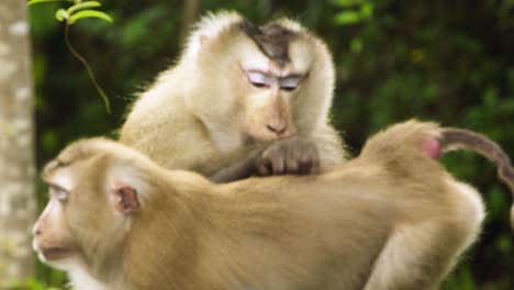 par de monos, macacos de cola de cerdo con impresionante vello facial, uno limpiando al otro y comiendo los bichos de la piel