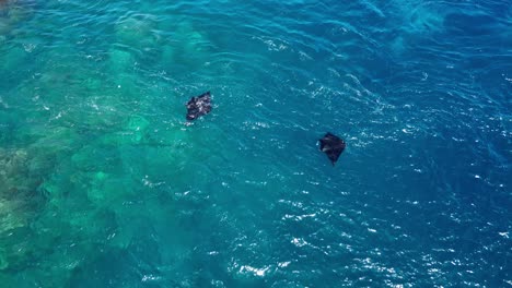 drone view of two manta rays feeding in strong current