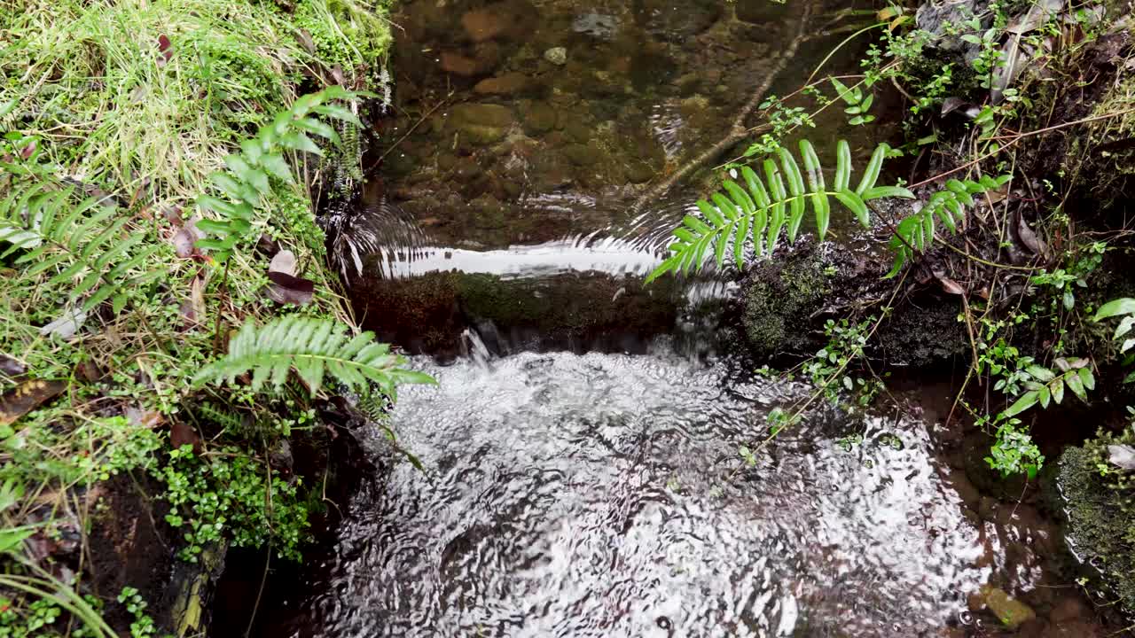 Small river in the alerce andino national park in southern Chile