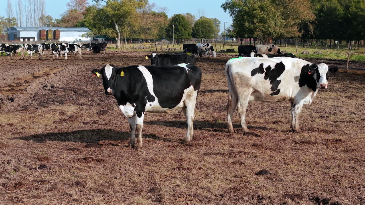 Close-up of Holstein cows, rural dairy farming industry, Suitable agricultural economy, Argentina