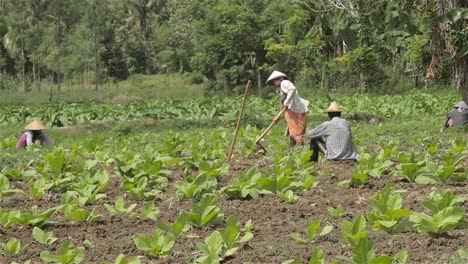 Mujer-rompiendo-el-suelo-en-un-campo-de-tabaco