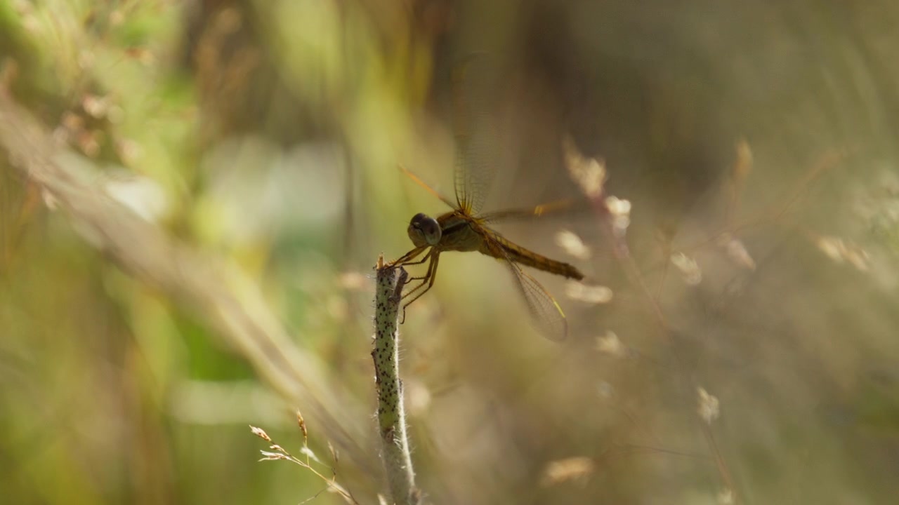 Libellula in un prato atterra con grazia al rallentatore su uno stelo di pianta, primo piano