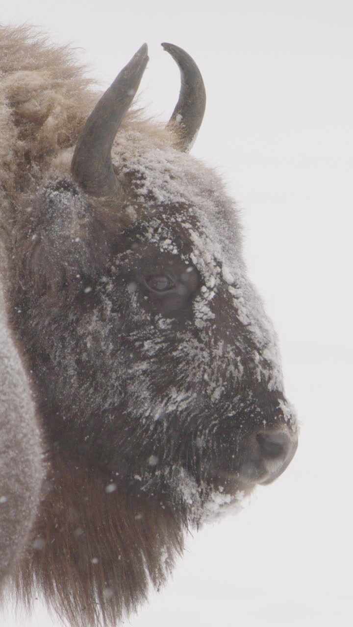 European bison in snowy landscape shot from behind looking back. Vertical