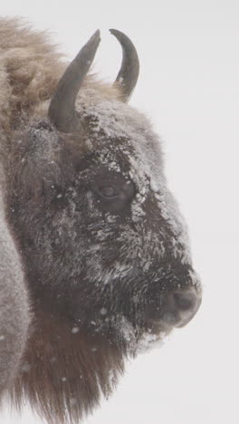 european bison in snowy landscape shot from behind looking back. vertical