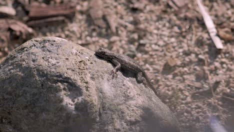 quick portrait of beautiful lizard laying on a rock in the california desert