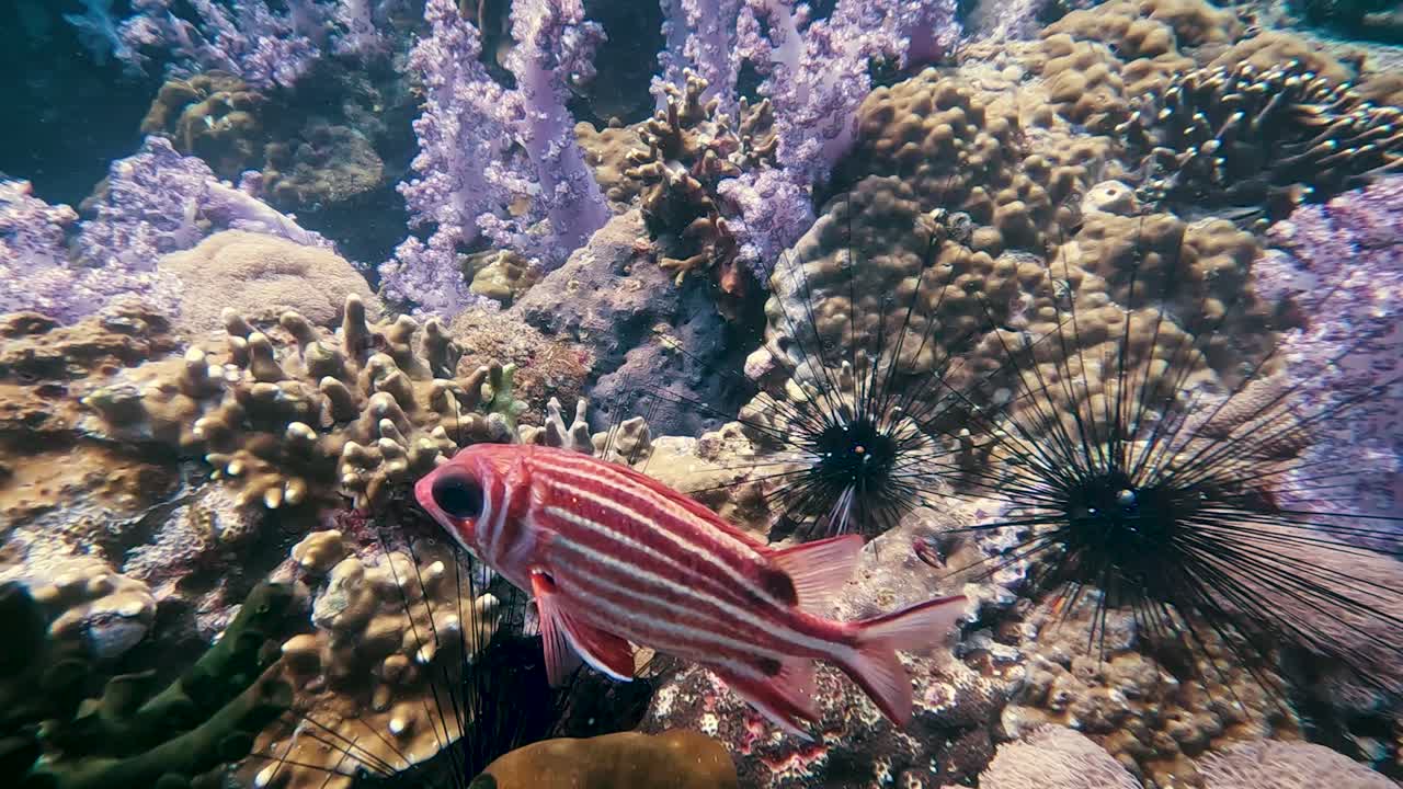 Tayland'daki Koh Lipe'de pembe ve beyaz çizgili balık, deniz kestaneleri ve mercan resifinin yanından ağır çekimde yüzüyor.