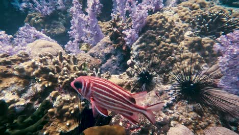 Peces-De-Rayas-Rosadas-Y-Blancas-Nadan-En-Cámara-Lenta-Más-Allá-De-Los-Erizos-De-Mar-Y-Los-Arrecifes-De-Coral-En-Koh-Lipe-Tailandia