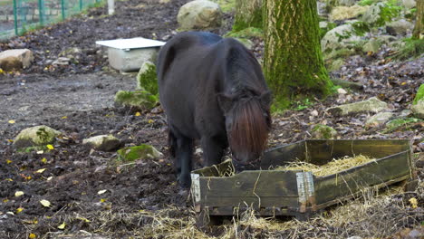 black baby horse pony eating hay alone from a basket outdoors