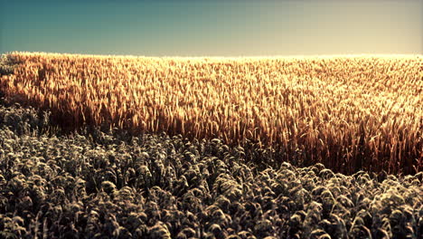 campo de trigo agrícola bajo la puesta del sol