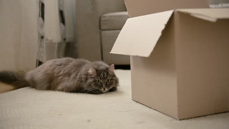 cute domestic cat lying on floor, moving its tail and looking at cardboard box