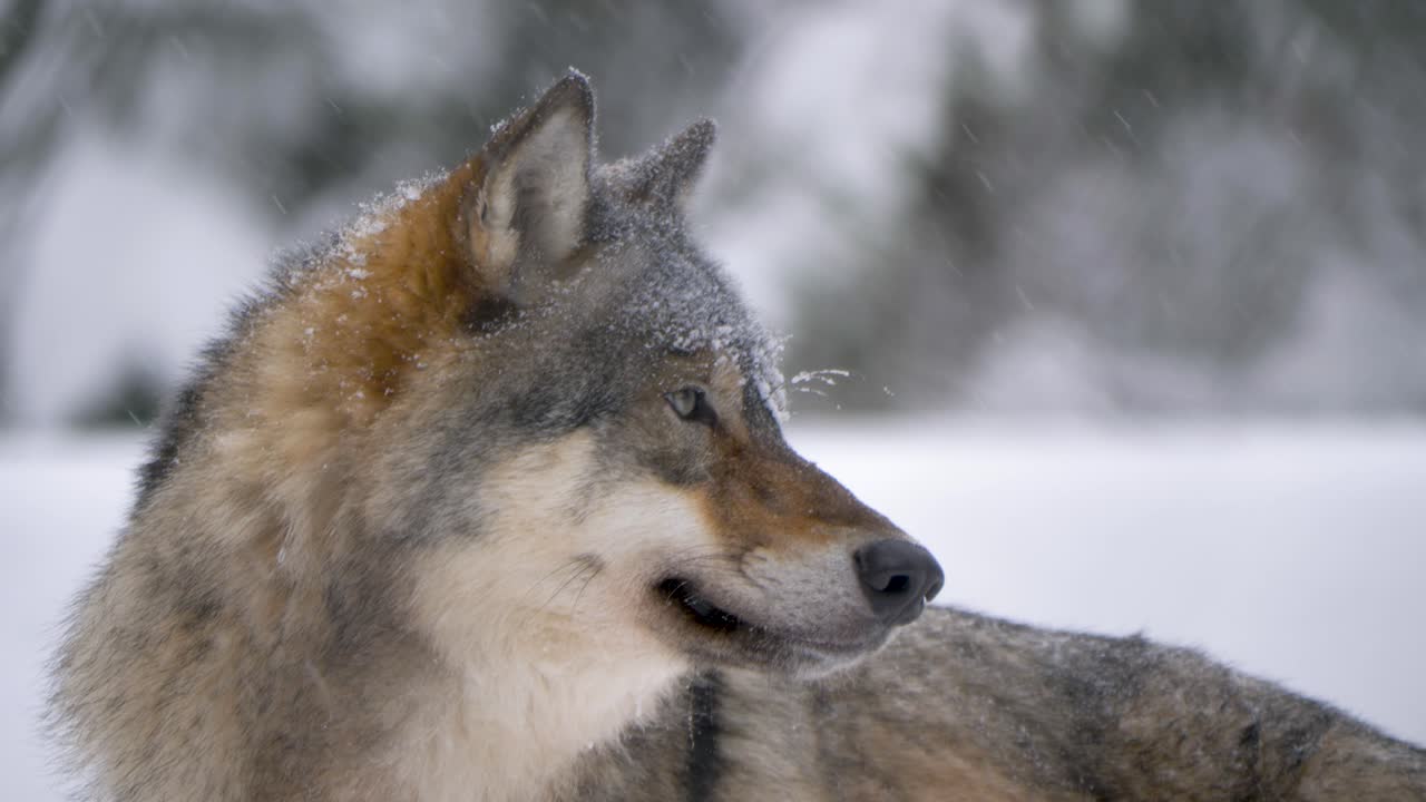 lobo gris escandinavo en busca de presas bajo la nieve invernal - retrato de perfil medio primer plano