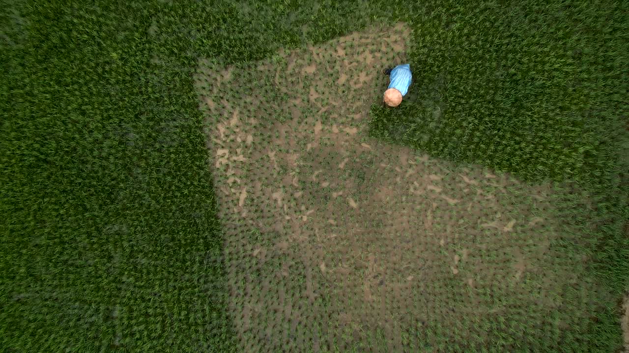Farmer working in a rice paddy field