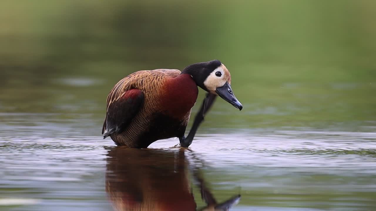 toma amplia de un pato silbador de cara blanca parado en el agua y rascándose detrás de la cabeza en el parque nacional kruger