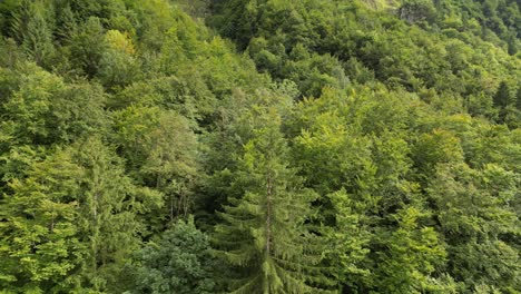 Alpine-vegetation-thrives-in-rugged-and-awe-inspiring-landscapes-of-high-mountain-regions