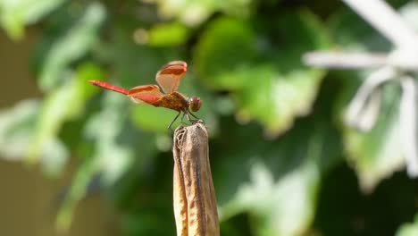 firecracker skimmer red dragonfly perched on rot dry plant raised up his tail and take wing or take off, close-up korea