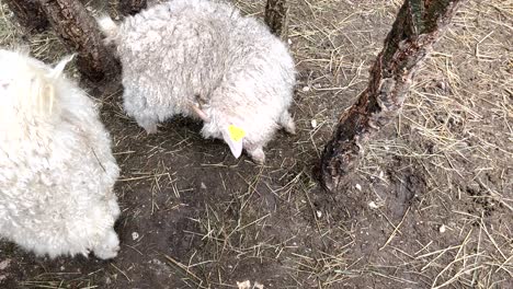 Draufsicht-Auf-Babyschafe,-Die-Friedlich-Auf-Dem-Bauernhof-Grasen