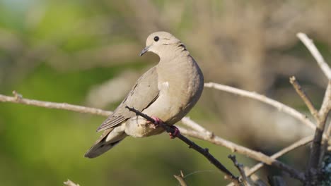 A-female-eared-dove,-zenaida-auriculata-with-a-long,-wedge-shaped-tail-perched-on-branch,-curiously-observing-the-surroundings-and-fly-away-against-green-bokeh-background,-static-close-up-shot