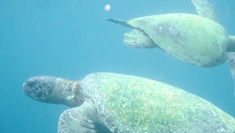 Moving-plane-towards-swimming-turtles,-aquatic-camera