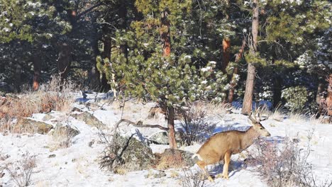 mule deer buck urinating near bushes in a remote area of the colorado rocky mountains during the winter