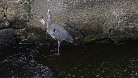 Ein-Profilwinkel-Eines-Großen-Blauen-Reihers,-Der-Noch-In-Seichtem-Fließendem-Wasser-Vor-Einem-Großen-Stein-Steht