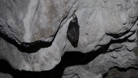 Sleeping-bat-hanging-upside-down-on-a-rock-in-a-cave