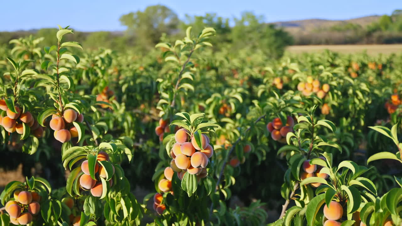Pescheto maturo nella luce dorata, fitte file di alberi carichi di frutti, cielo estivo caldo, primi piani di grappoli pelosi