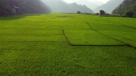 Lush-green-rice-fields,-mist-over-mountains-and-lake-beyond