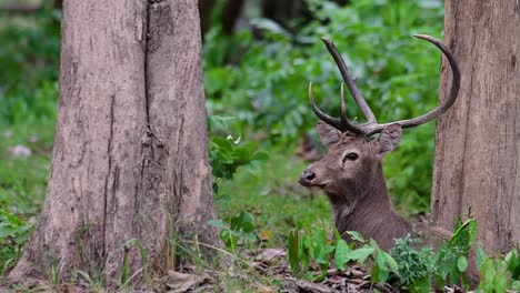 el ciervo del campo es una especie en peligro de extinción debido a la pérdida de hábitat y la caza