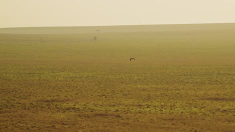 Slow-Motion-Shot-of-Aerial-shot-of-bird-flying-across-the-savannah-on-a-hot-air-balloon-ride,-Africa-Safari-Adventure-travel-in-Masai-Mara,-African-Wildlife-in-Maasai-Mara-National-Reserve,-Kenya