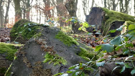 Mossy-woodland-forest-tree-trunks-close-up,-Sunshine-shining-through-autumn-background-branches