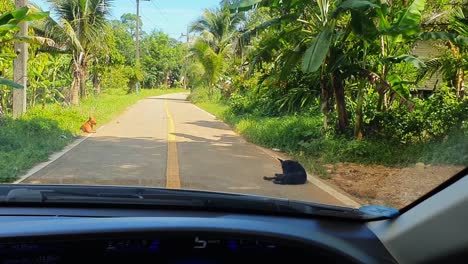 Pov:-Hunde-Liegen-Auf-Der-Straße,-Also-Fahre-Ich-Sie-Mit-Einem-Auto-Auf-Einer-Dschungelstraße-Auf-Der-Insel-Koh-Chang-In-Thailand,-Asien,-Um