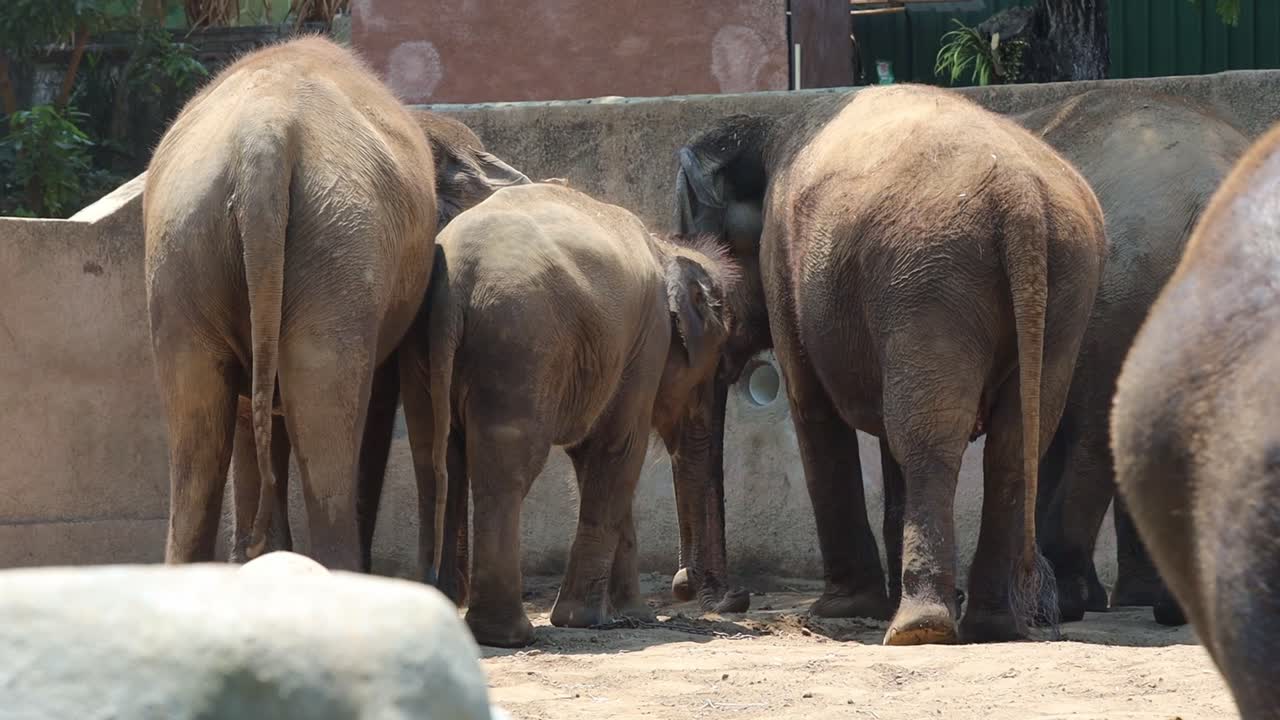 Elephants in a Zoo Enclosure