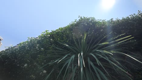 slow establishing shot of a green foliage wall on the exterior of a villa