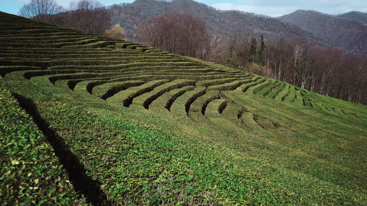 Piantagione di tè sulle colline