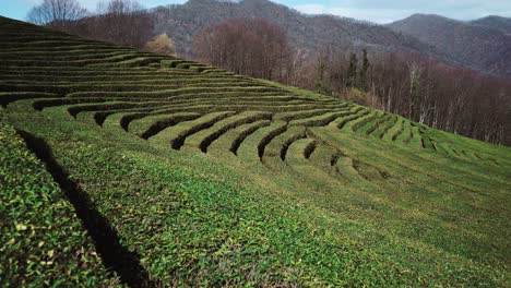 tea plantation on hills