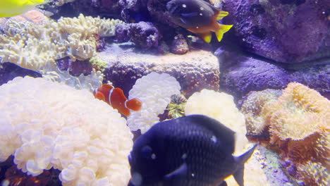 clownfish nemo and dory swimming between corals