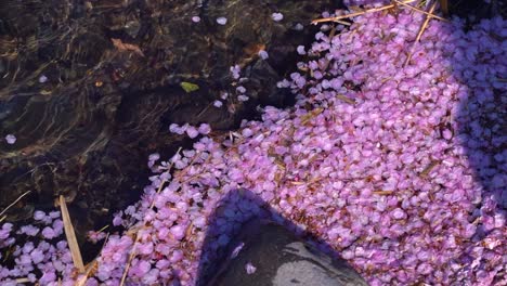 fallen sakura petals in river in slow motion