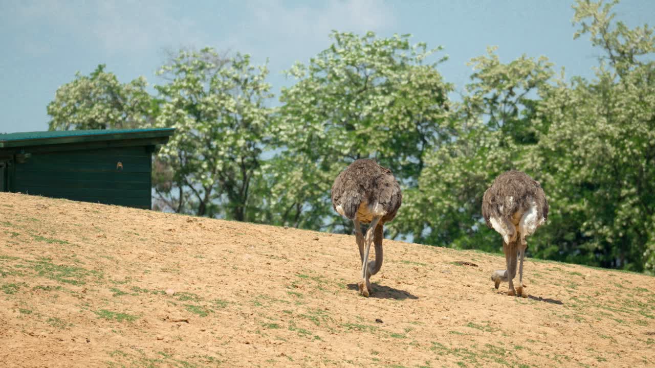 Coppia di struzzi che beccano cibo sulla collina sotto il sole nella campagna di Anseong in Corea del Sud
