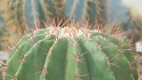 close up of prickly green cactus with thin sharp spines growing in the garden close up of prickly green cactus with thin sharp spines growing in the garden detail of a golden barrel cactus growing in a botanical garden